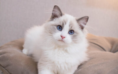 Avaamme IdeaVetin keskiviikkona 7.1.2026! 