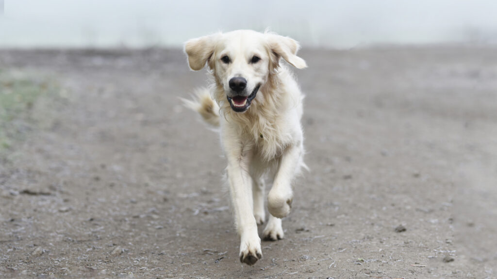 eläinlääkäri pirkanmaa, koira juoksee
